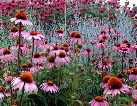 Echinacea Purpurea Piante Perenni Caratteristiche Dell Echinacea