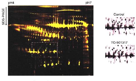 Figure 1 From Two Dimensional Differential In Gel Electrophoresis