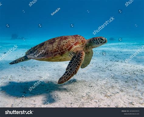 157 Turtle Side Angle Images, Stock Photos & Vectors | Shutterstock