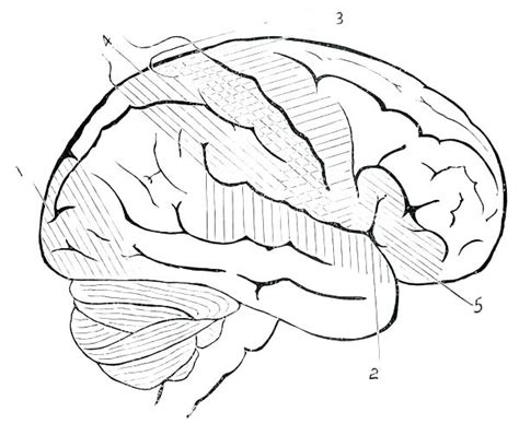 Human Anatomy Coloring Pages At Getcolorings Free Printable