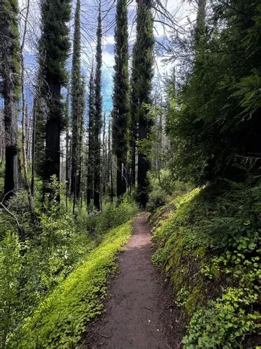 10 Best Hikes and Trails in Big Basin Redwoods State Park | AllTrails