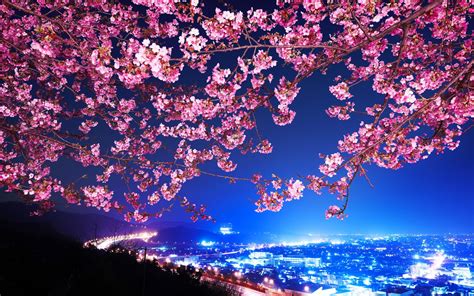 Japanese Cherry Blossom Wallpaper 1920x1080 59 Images