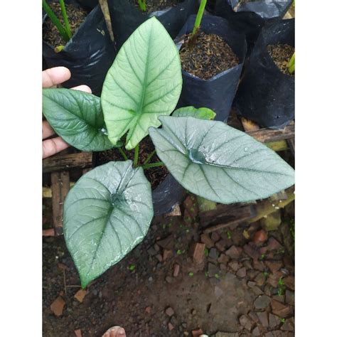 Jual Alocasia Bisma Rawatan All Size Shopee Indonesia