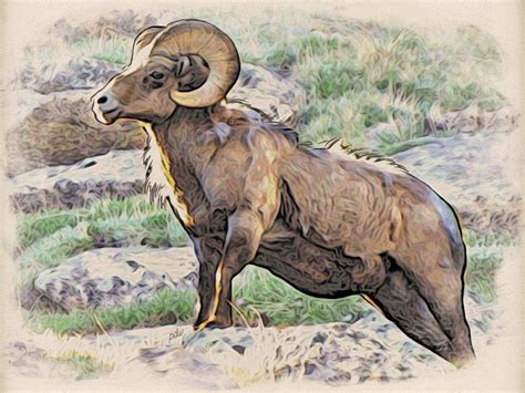 Ram First Time I Painted A Mountain Ram Was In 1975 I Did Flickr