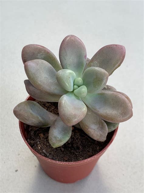 Graptopetalum Amethystinum Succulent Plant Furniture Home Living