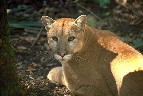 Endangered Florida Panthers Can Recover And This Bill Will Help