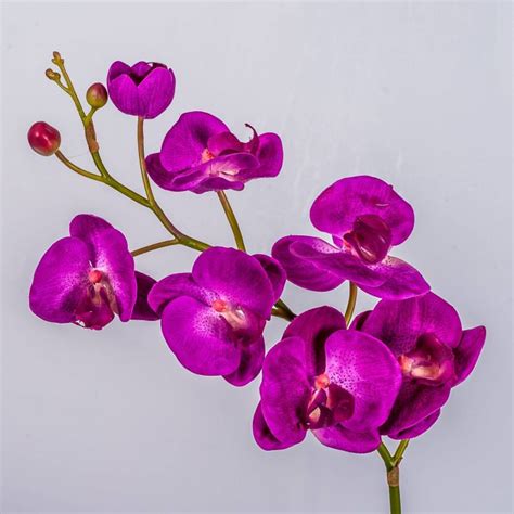 Acheter des Tige dorchidée Phalaenopsis en tissu LAHNA violet 70cm