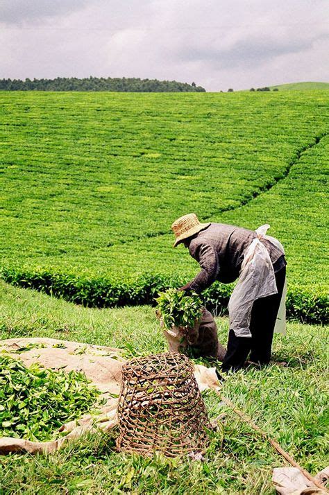 Kenya Tea Plantations