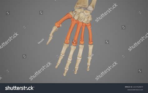 Medical Illustration Metacarpal Bones3d Rendering Stock Illustration ...