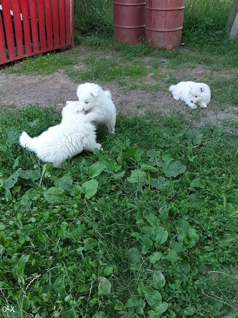 Sibirski Samojed Tene Psi I Tenad Olx Ba