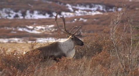 'Deadly serious': 2 caribou herds shrink by half in latest count | CBC ...