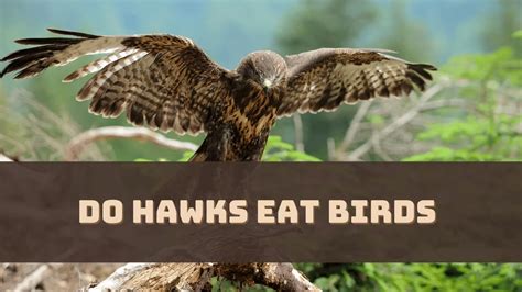 Do Hawks Eat Birds How What And Where They Hunt