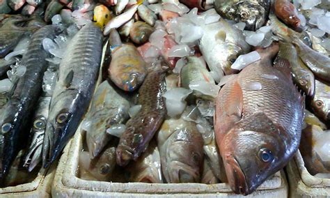 Tengkujuh Bekalan Ikan Cukup Dengan Stok Segar Beku Lkim