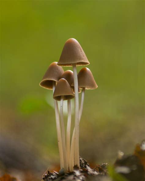 Tall Ones Bundles Of One Of My Favorite Mushrooms Erik 1967 Flickr