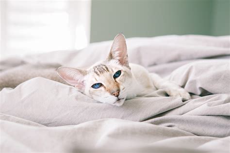 Oriental Shorthair Cat Breed Information & Characteristics