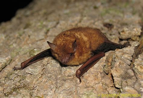 Bats That Are Affected Rutgers Save The Bats Project