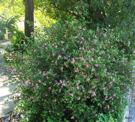 Dwarf Barbados Cherry In Bloom Again