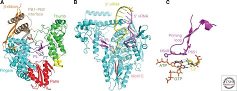 Structure And Function Of Influenza Polymerase