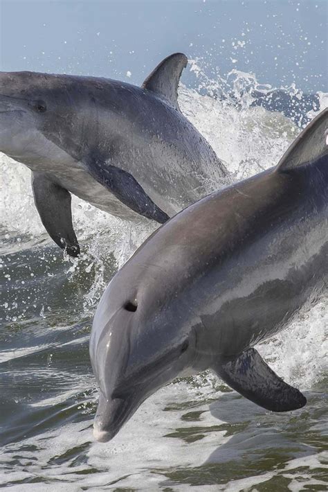 Download Cute Dolphins Pictures