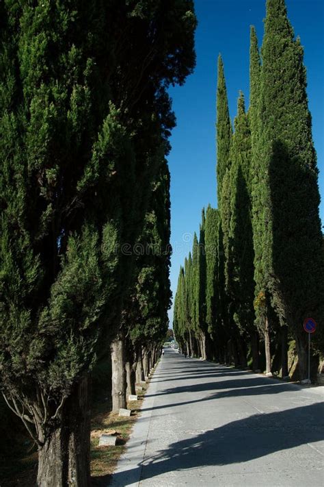 Cypress Lane Stock Photo Image Of Shadow Tuscany Travel 72968