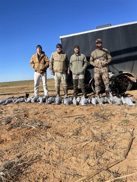 Guided Sandhill Crane Hunts Near Lubbock Tx West Texas Safaris