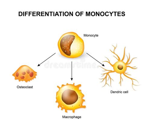 Differentiation Of Monocytes Stock Vector Illustration Of