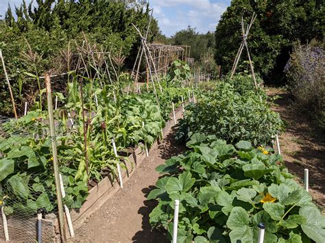 Lasagna Soil Preparation