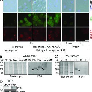 Selected Phages Inhibit Sporozoite Entry Into Kupffer Cells And Mouse