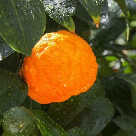 Oranges amère en livraison sur Lorient VotrePotager