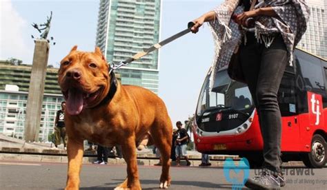 Tips Cara Merawat Anjing Pitbull Biar Tidak Mudah Stres