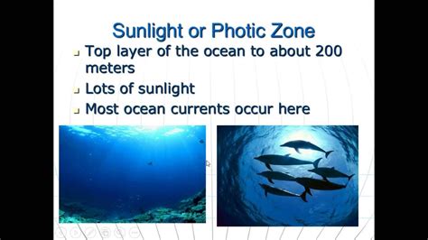 Ocean Zones And Lifestyles Layers Of The Ocean Ocean Zones Ocean