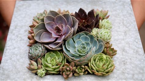 Quick Succulent Arrangement Youtube