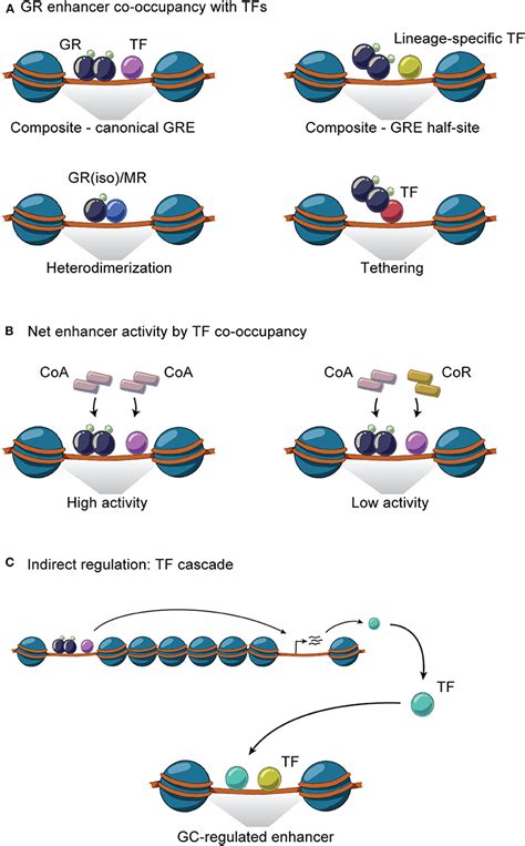 Frontiers Multifaceted Control Of Gr Signaling And Its Impact On