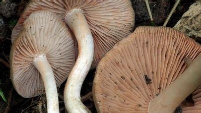 Entoloma Clypeatum The Ultimate Mushroom Guide