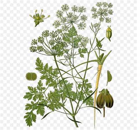 K Hler S Medicinal Plants Parsley Botanical Illustration Botany Herb