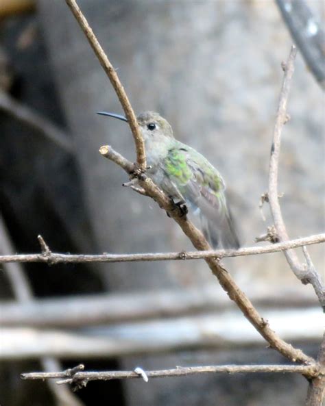 Trochilidae (Hummingbirds) - Adelaide Ornithologists' Club