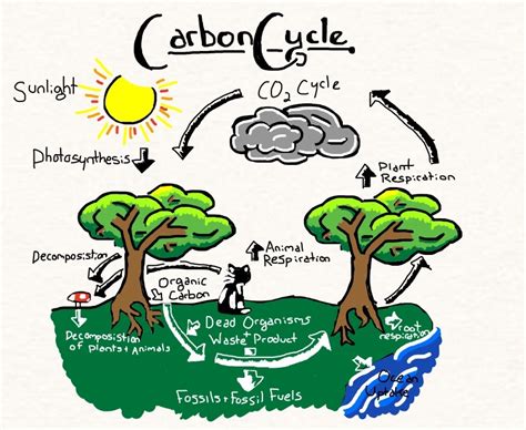 Biogeochemical Cycles - The Deserts of the World