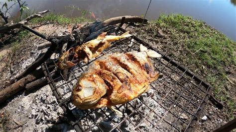 Pesca Y Cocina En Solitario Uso Semillas De Carnada Palometas Y