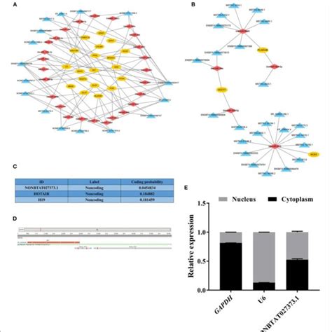 Figure The Network Analysis Of Lncrna Mirna Mrna And The Basic