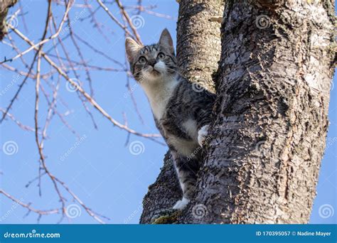 Cute Kitten On Tree Stock Image Image Of Grey Kitten 170395057