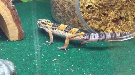 Fancy Leopard Gecko Youtube