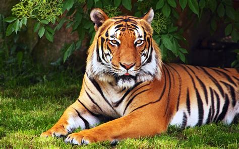 Animals, tiger, tree, leaves, grass, green wallpaper | animals ...