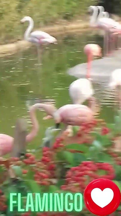 Flamingo Kissing 😍😍😍shorts Cute Flamingo Wildlife Wildlifeanimals