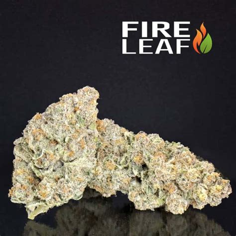 Super Boof A Zingy Hybrid Strain With Intense Effects Fire Leaf Dispensary