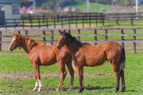 「人間万事塞翁が馬」の読み方、意味、由来とは？｜スピーチで使う時の例文も紹介【座右の銘にしたい言葉】 サライjp｜小学館の雑誌『サライ