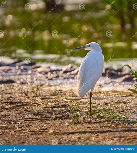 Little egret in a swamp stock photo. Image of wild, summer - 93777078
