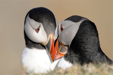 Shetland Spring Birding Shetland Nature