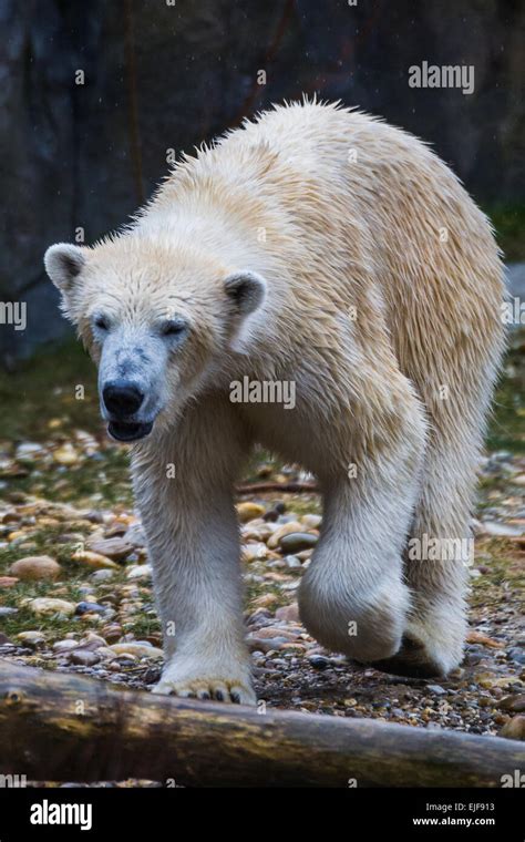 Polar Bear Walking Stock Photo Alamy