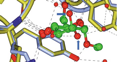 Iucr Relating Protein Crystal Structure To Ligand Binding Thermodynamics