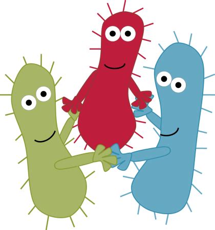 Bacteria Clip Art PNG